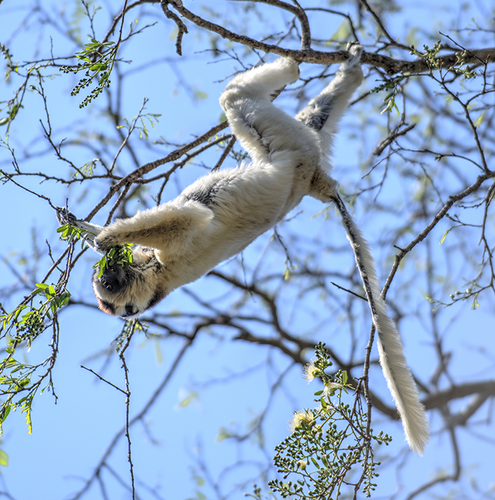 Upside down Verreaux sifaka eating